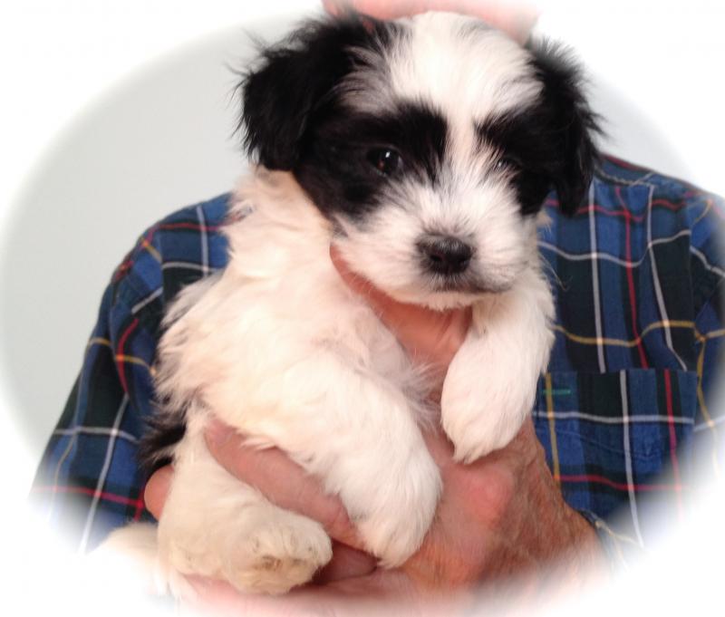 SPICE Female Reserved